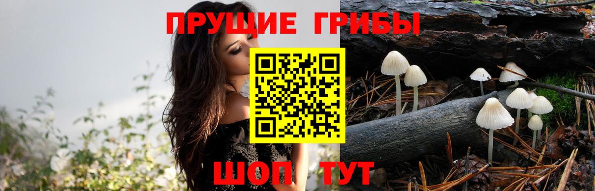 Галлюциногенные грибы мухоморы  Вход с VPN  Горно-Алтайск 